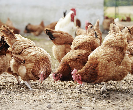Free Range Poultry Farm
