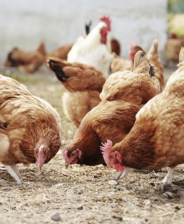 Free Range Poultry Farm