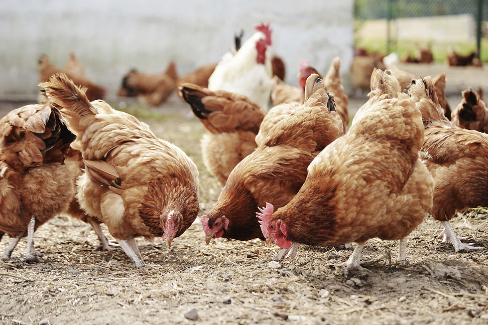 Chickens On Farm