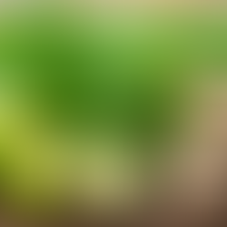 ginger and limes on a wooden background