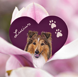 Szív alakú fára festett sheltie kutya portréja