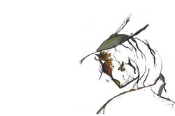 Col BOOK NLM Ed PDF 012.jpg