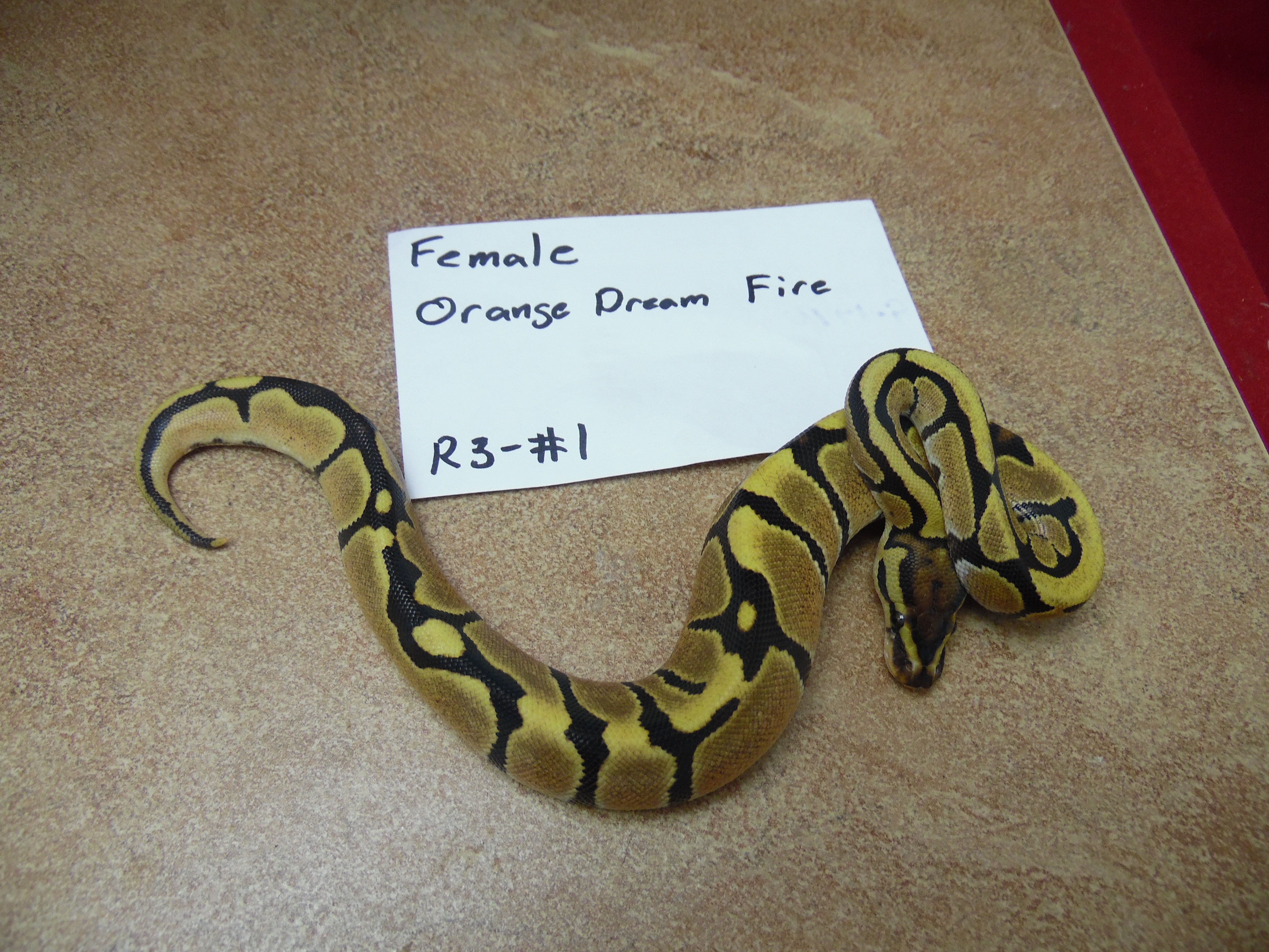 (R3-1) 2018 Female Orange Dream Fire