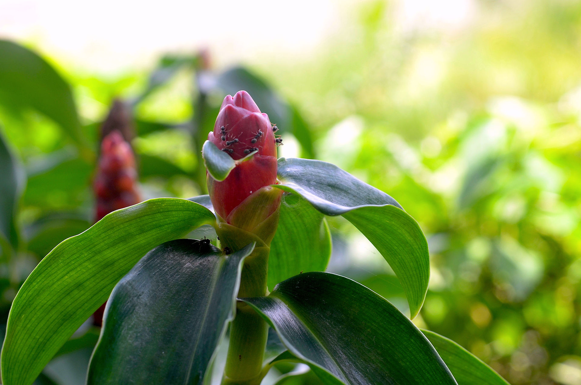 Ants swarm a flower in a small garden outside a village home.