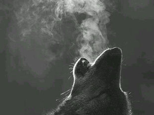 La Loba: Reunindo Ossos, Despertando Vozes