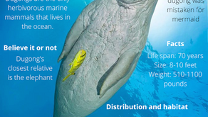 Meet our Mascot: "Dugong"