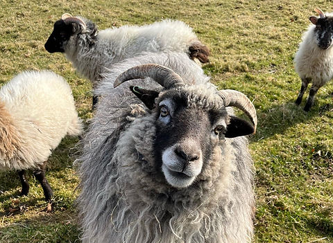 Rare breed ram in the field at Westfield Croft