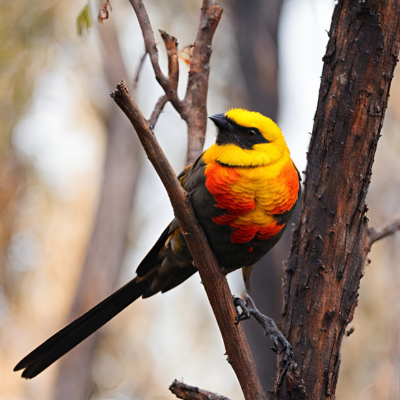 australischer Vogel mit durch Buschfeuer zerstörtem Lebensraum