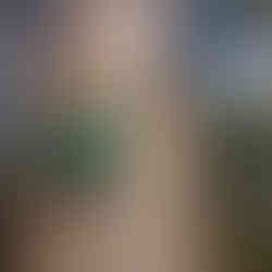 dryad wildfire sensor