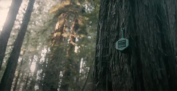 dryad wildfire sensor on a tree