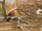 fallen-tree-in-yard.jpg