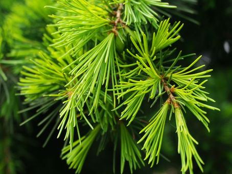 Cedarwood