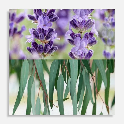 Calm (Essential Oil Blend)