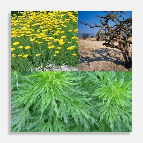 Replenish (Essential Oil Blend)