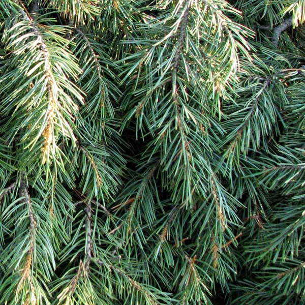 Pinon Pine (twigs + needles)