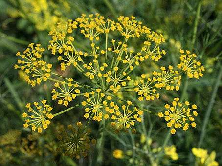 Fennel [the sweetheart]