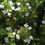 Thumbnail: Thyme