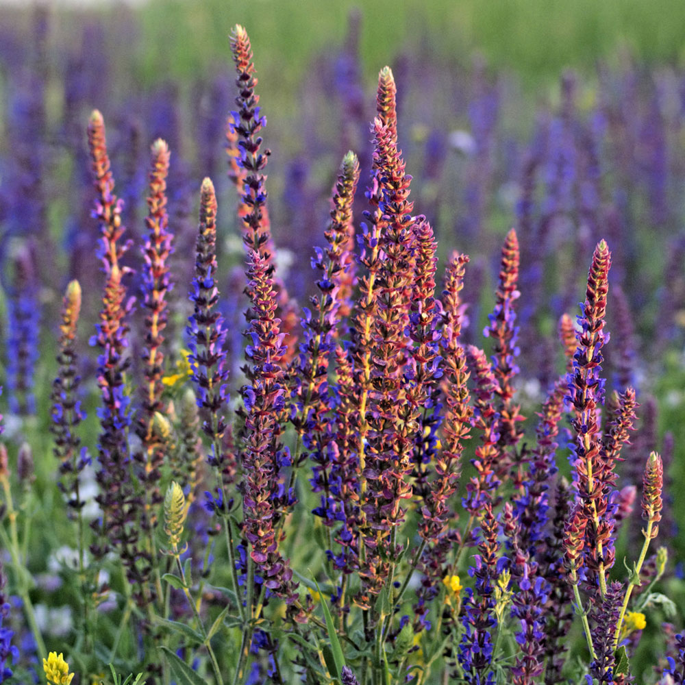 clary sage clary sage
