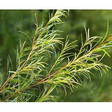Tea Tree