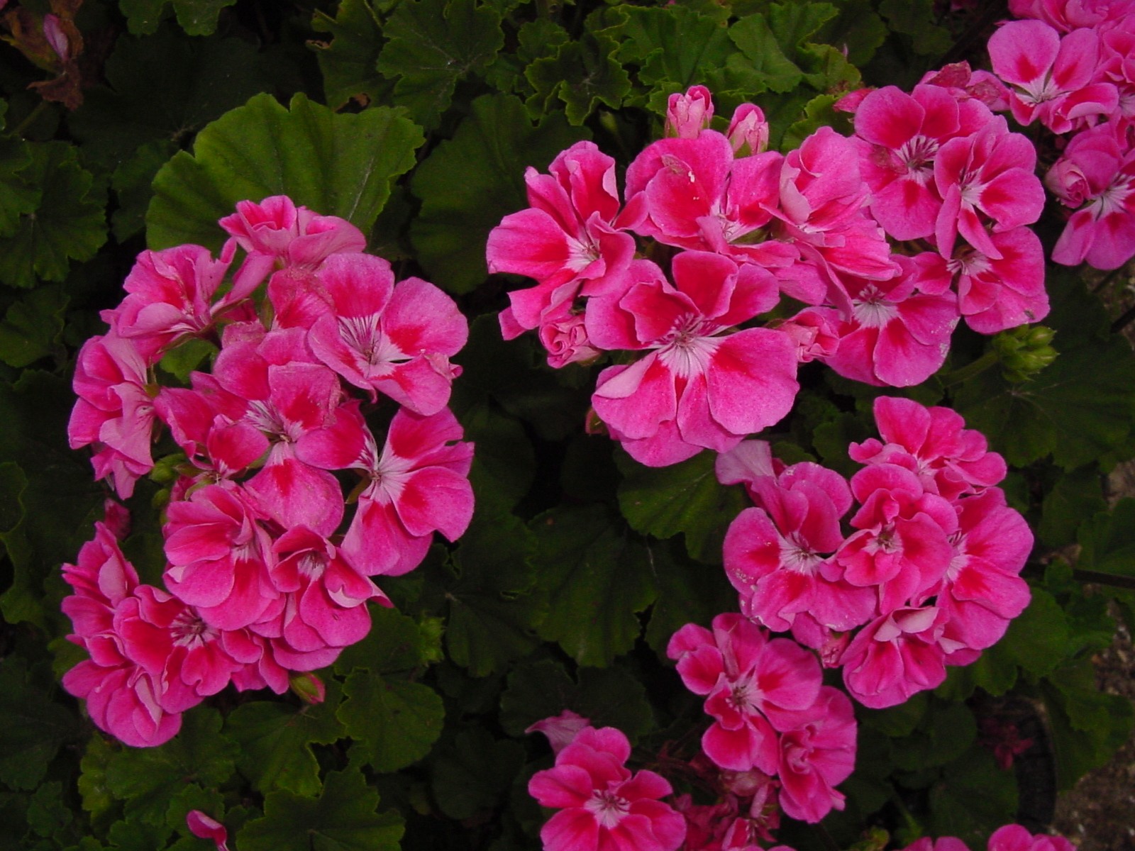 How to grow a geranium from seeds yourself How to grow a geranium from seeds yourself