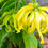 Thumbnail: Ylang Ylang