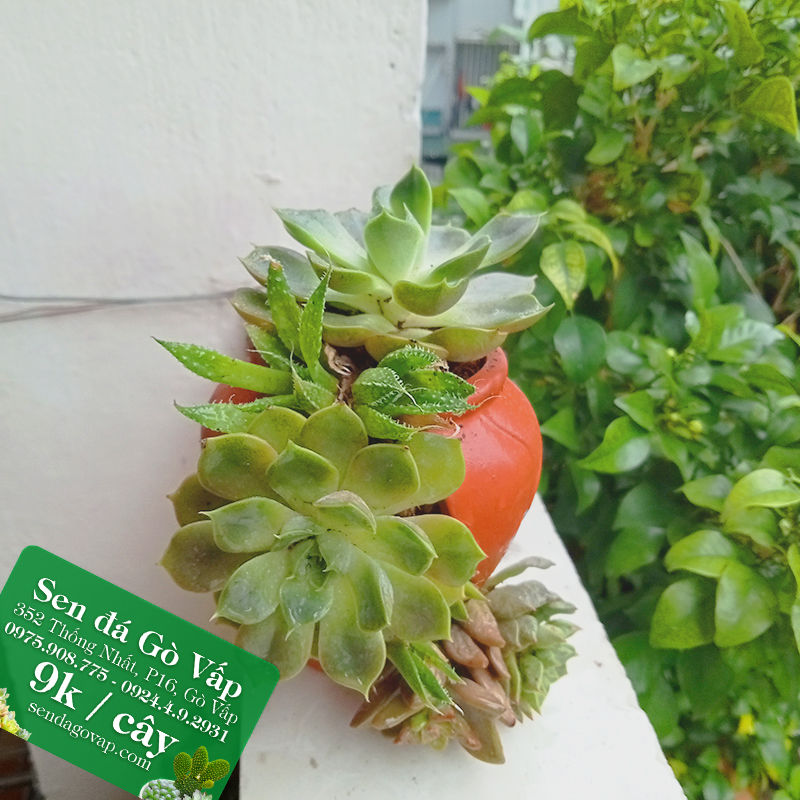 sen-da-go-vap-tieu-canh-binh-dat-nung-se-mieng-sen-da-gi-re-go-vap (1)