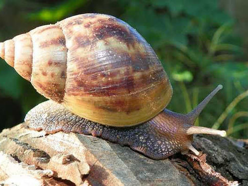 Controle de pragas: projeto ensina manejo correto do Caramujo Africano e seus impactos na agricultura