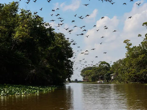 Amapá mantém liderança ambiental e é o único da Amazônia Legal sem grandes áreas de desmatamento