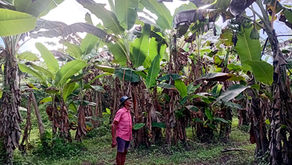 Agricultura familiar e empreendedorismo sustentável impulsionam trajetória de sucesso de Chico da Lagoa