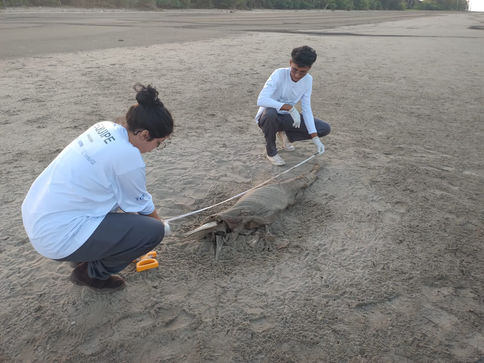 Ifap integra projeto de monitoramento de cetáceos