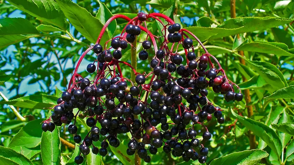 Elderberry Intensive