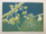 Ginkgo Trees