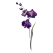 Purple Flowers