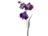 Purple Flowers