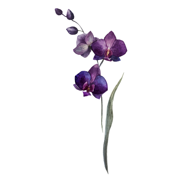 Ilustración de orquídea púrpura