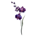 Purple Flowers