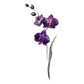 Purple Flowers