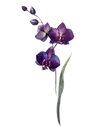Purple Flowers