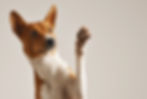 Dog Waving Paw_edited_edited.jpg