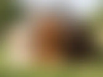 Australian Labradoodle Puppies for Sale UK