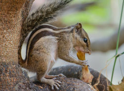 Squirrel
