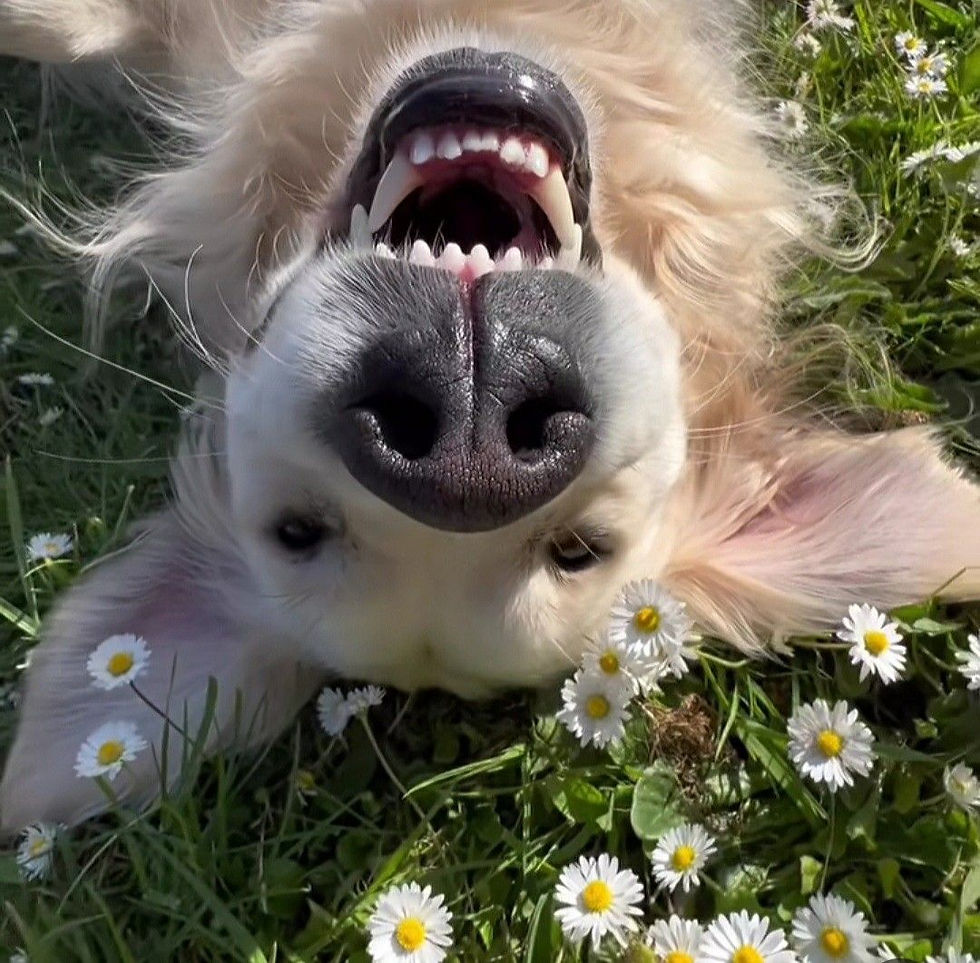 Soundscapes Nature Therapy