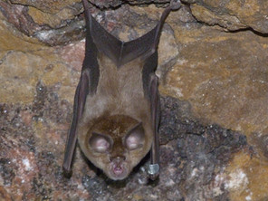 Where do bats go in the winter?