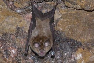 Where Do Bats Go In The Winter