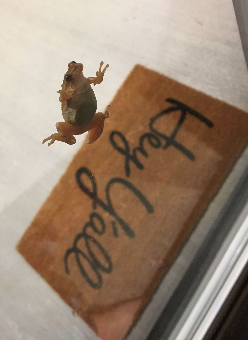ree