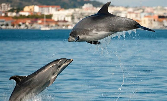 delfines.jpg