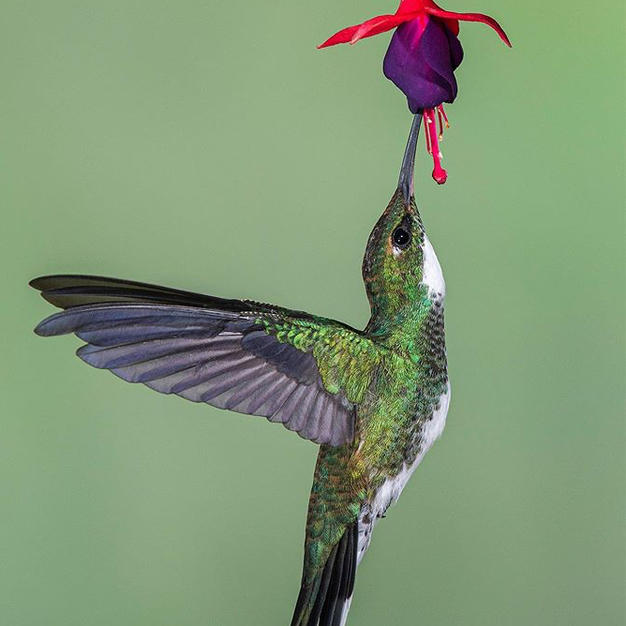 colibri no.3
