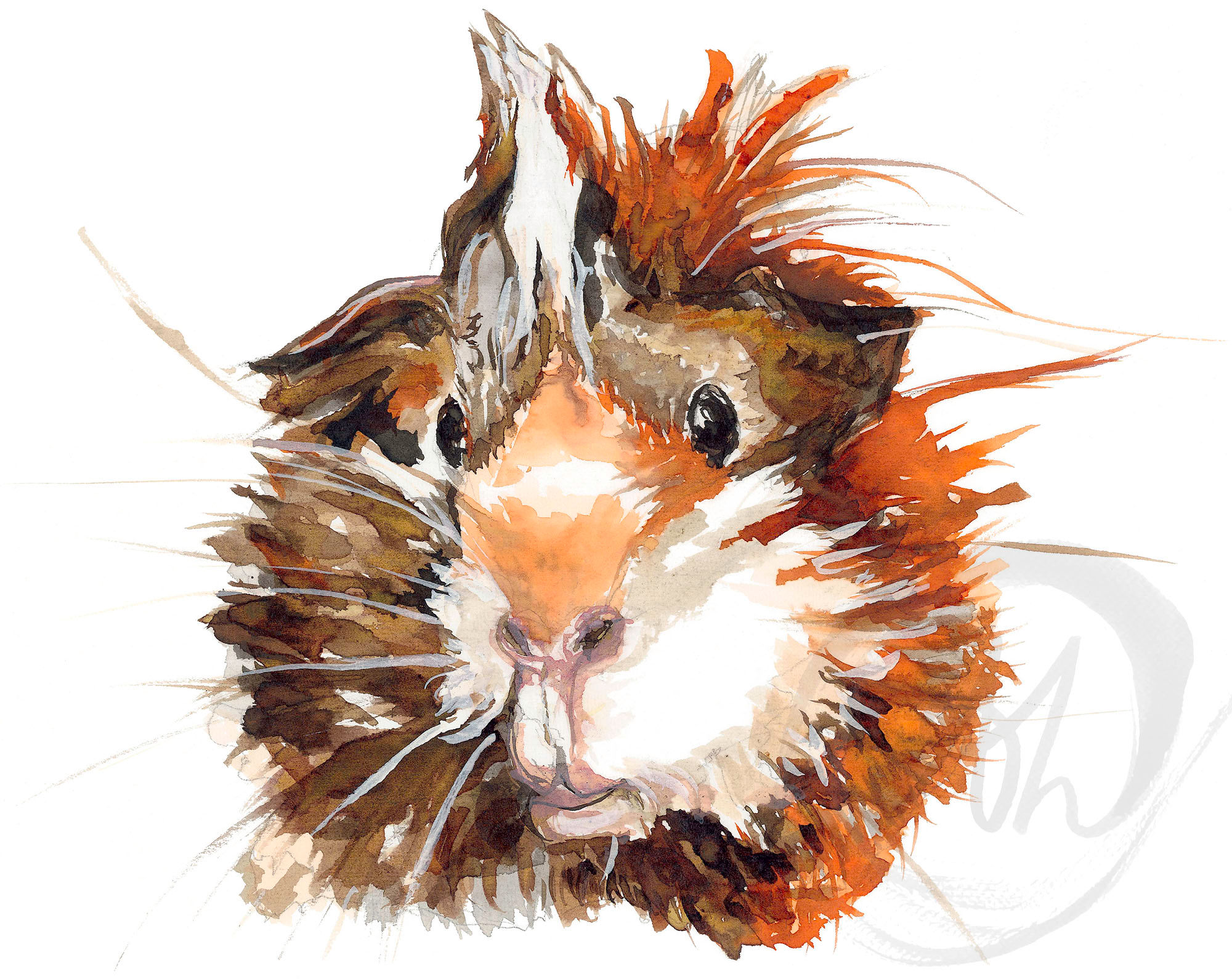 Ian, the guinea pig.
