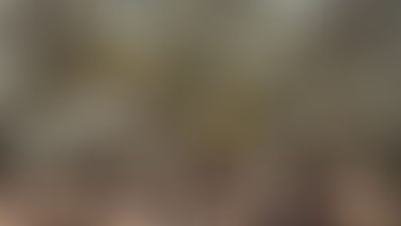 Pénurie et flambée des prix : Quelles alternatives à l’huile d’olive ?