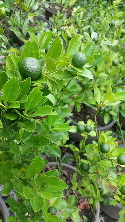 23227014_1620788441313054_1958752816_n